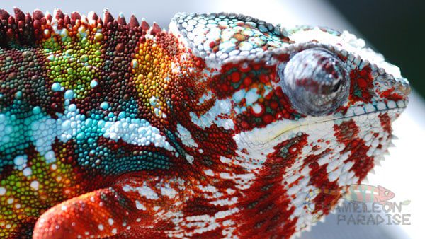 Candy Cane - Ambilobe