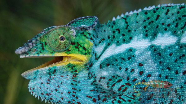 Red Rain - Nosy Faly